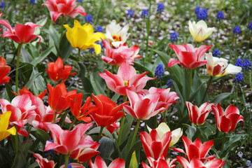 チューリップのお花畑