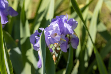 Purple iris flower. Sunny day, flower on a natural background.