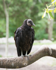 Black Vulture Stock Photos. Black Vulture close up perched on a branch with blur background displaying  black feather plumage, wings, talons in its environment and habitat. Image. Picture. Portrait.