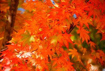 紅葉