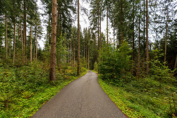 Fototapeta na wymiar Weg durch den regennassen Wald in Kitzbühel Tirol