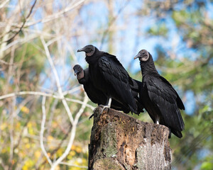 Black Vulture Stock Photos. Black Vulture birds close up perched on a tree stump with a blur background, displaying black feather plumage in their environment and habitat. Three birds. Trio.