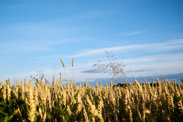 Close-up picture of yellow stalks of wheat rye oat barley with bright blue sky on field landscape....