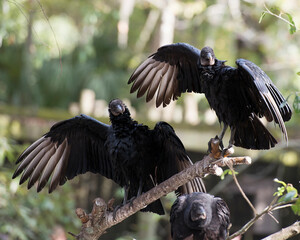 Black Vulture Stock Photos. Black Vulture birds close up perched on a branch with a blur background, displaying black feather plumage in their environment and habitat. Three birds. Trio.