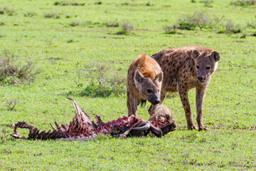 Zwei Hyänen fressen an einem toten Gnu im Serengeti-Nationalpark im Norden Tansanias