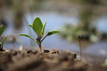 plantas en carreteras, en el campo 