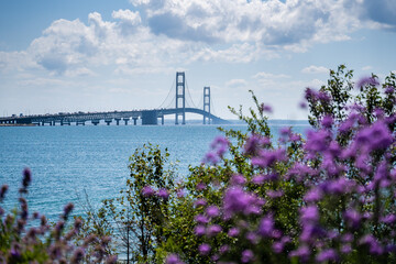 Shot of Mackinac Bridge through purple flowers on summer day in Michigan - obrazy, fototapety, plakaty
