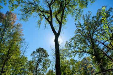 Tree in forest backlit by the sun
