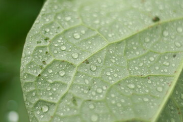 water drops on a green leaf natural background