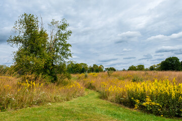 Fototapeta na wymiar Blooming field in Michigan in autumn