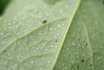 water drops on a green leaf natural background