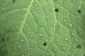 water drops on a green leaf natural background