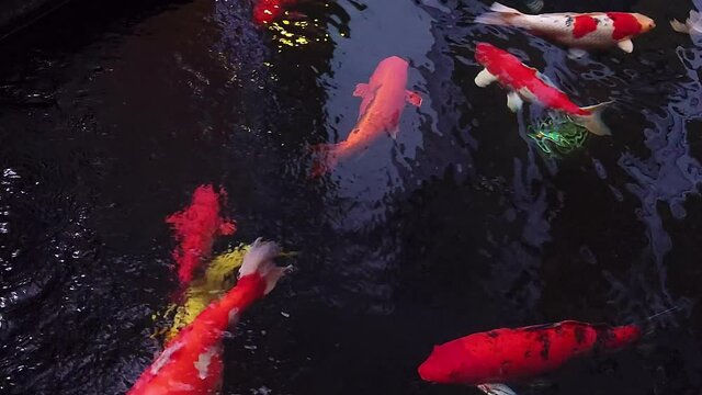The big fancy colorful variety of ornamental Koi fish in the pond with reflections of water shadows of light. Carp fishes also know as Kohaku Sanke and Showa