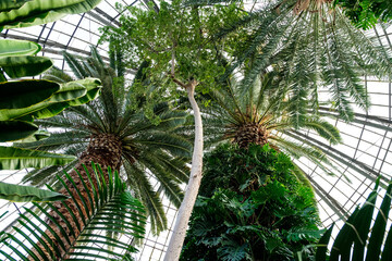 Fototapeta na wymiar Palm trees inside botanical garden in Michigan