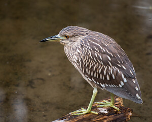 Black crowned Night-heron stock photos. Image. Picture. Portrait. Juvenile bird. Perched on branch by the water. Looking to the left side.