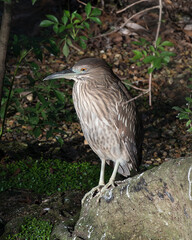 Black-crowned Night Heron Stock Photo. Perched on rock with foliage background. Looking left side. Side view.