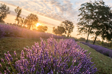 Obraz premium Beautiful sunrise in lavender fields in Michigan