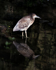 Black Crowned Night Heron Bird Stock Photos. Black crowned Night-heron juvenile bird closeup in the water with reflection.