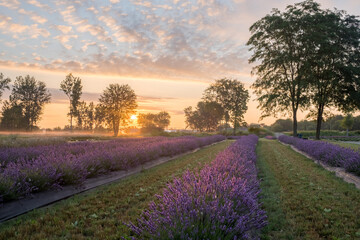 Fototapeta na wymiar Lavender fields in Michigan during sunrise 