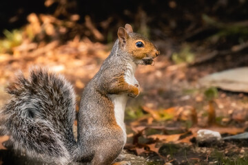 Naklejka na ściany i meble Close up portrait of a common Eastern gray squirrel eating a nut, alertly standing on two legs. 