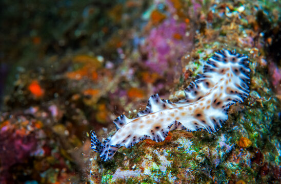 Polyclad flatworm (Maritigrella fuscopunctata)