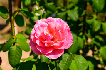ピンクのバラ