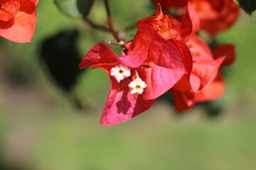 This flower is very typical in the sacred valley of the Incas.