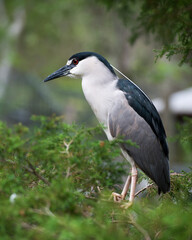 Black Crowned Night Heron Bird Stock Photos. Image. Picture. Portrait. Perched on branch with blur background. Looking to the left side. Side view.