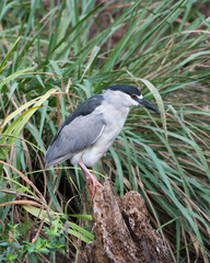 Black Crowned Night Heron Bird Stock Photos. Perched on a stump with foliage background. Looking to the right side. Side view.