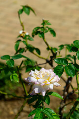 Fototapeta premium 黄色のバラ