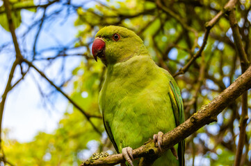 Wild British green parakeet parrot bird on the tree in London