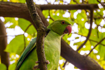 Wild British green parakeet parrot bird on the tree in London