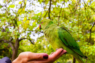 parrot in hand