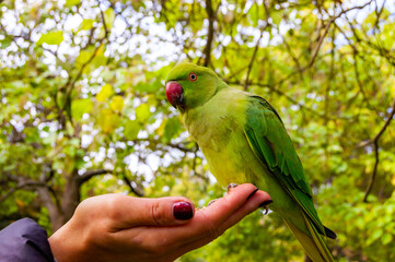 Wild British green parakeet parrot bird on the hand