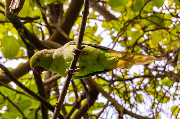 tree on a branch