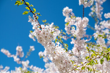 Tree with white flowers blooming in springtime