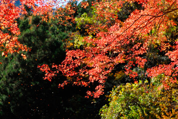 紅葉