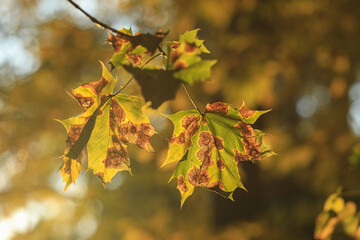 autumn maple leaves in the park