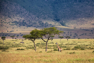Fototapeta premium Giraffe walking on the plains of the Masai Mara National Park in Kenya