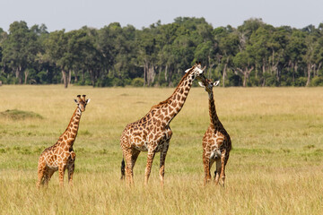 Giraffe family walking on the plains of the Masai Mara National Park in Kenya