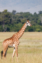 Naklejka na ściany i meble Giraffe walking on the plains of the Masai Mara National Park in Kenya