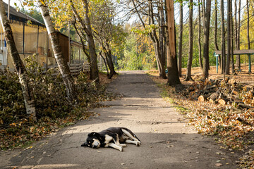 Black stray homeless dog sleep on the asphalt road