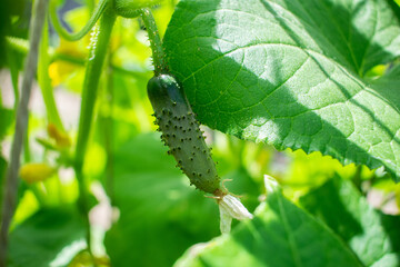 cucumber on a branch