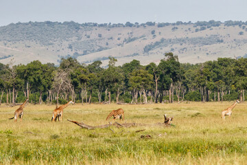 Giraffe family walking on the plains of the Masai Mara National Park in Kenya