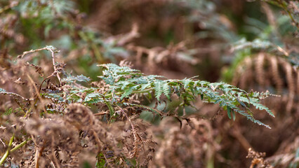 Moorland ferns in Autumn, with rich autumnal tones and bokeh backgrounds 
