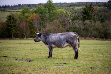 cow belgian blue in meadow