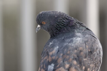 Taubenkopf  gedreht / Pigeon head