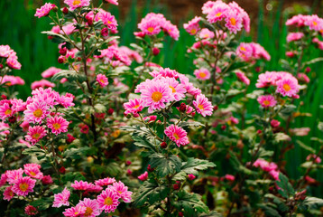 秋の花