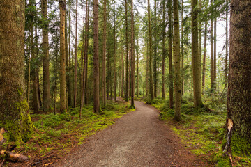 Obraz premium Weg durch den regennassen Wald in Kitzbühel Tirol