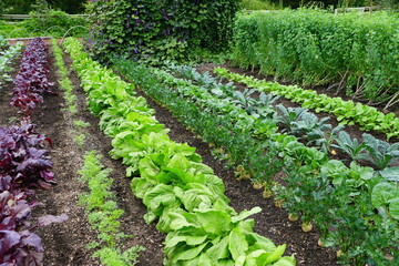 A row of organic vegetable garden under the sun - obrazy, fototapety, plakaty